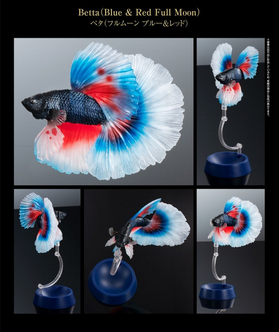 BANDAI 生物大圖鑑 ADCANCE 鬥魚模型, 1個, 1.紅藍半月鬥魚