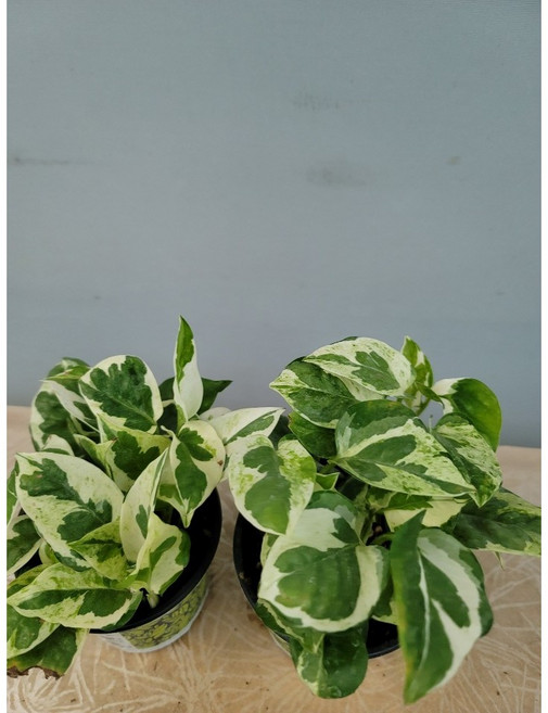 [부자농원] 엔조이 스킨답서스 소품, 1개