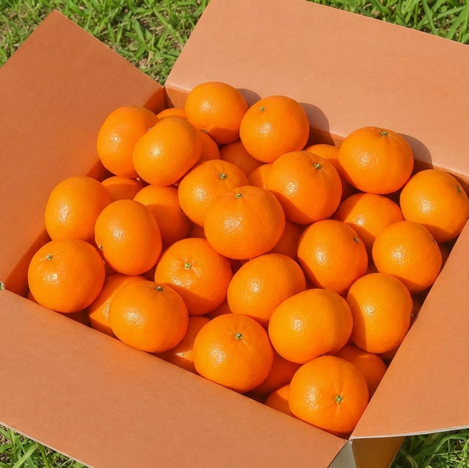 [특가할인] 고당도 제주귤 노지 하우스 제주 감귤, 1개, 5kg