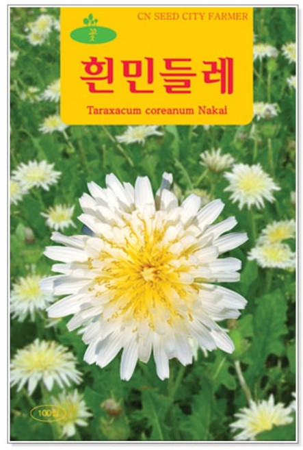 꽃씨 흰민들레 100립, 1개