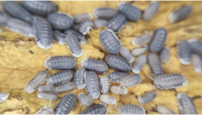 [70종] 등각류 분해생물 쥐며느리 톡토기 비바리움 교육용, 1세트, 펭귄 5마리