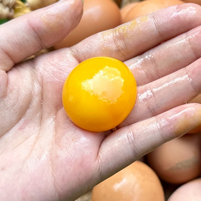 난각번호1번 동물복지 무항생제 자연방사 유정란 계란, 1개, 20구