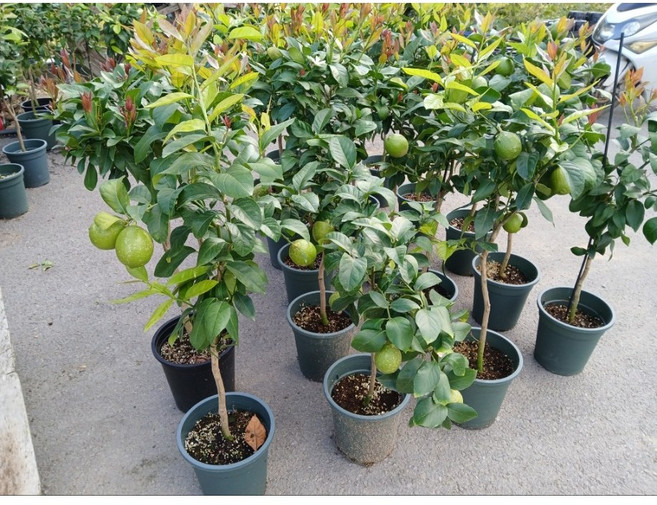 왕레몬나무 과실수 대품 외목대 수형 에이피팩토리, 1개