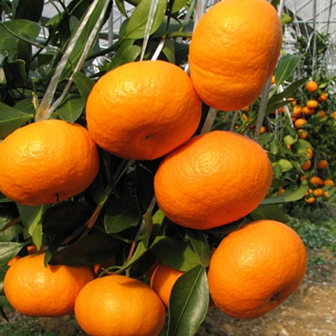 새콤달콤함의 절정 고당도 프리미엄 레드향, 1박스, 2k가정용(5~10)