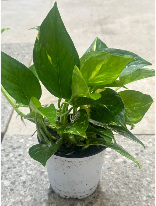 구칠즈 골드마블 스킨답서스 무늬종 실내 공기정화식물 102535, 1개