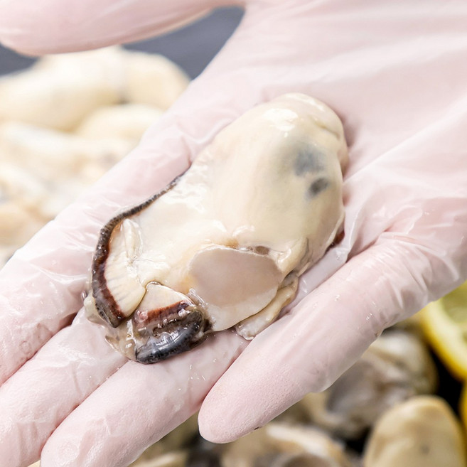 당일채취 수압으로 깐 통영 생굴, 통영 생 굴 5kg, 1개