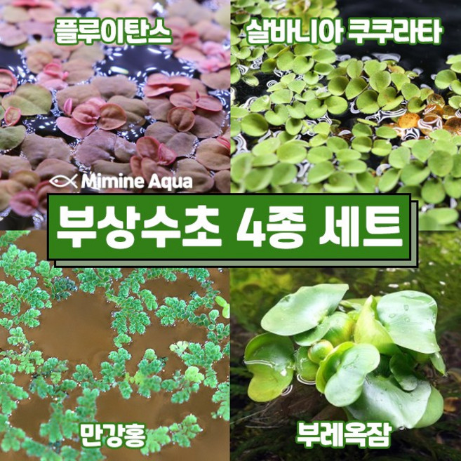 둥둥 수조 위 뜨는 부상 수초 키우기 4종 세트(SET19), 1세트