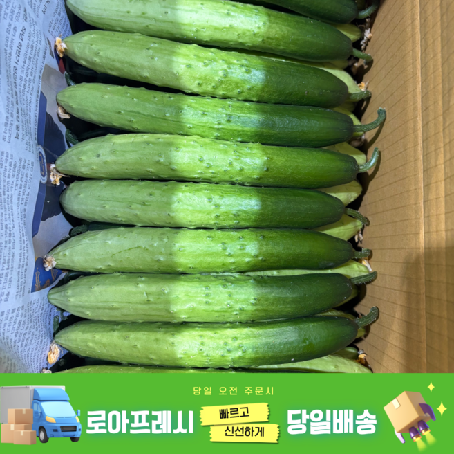[로아프레시] 당일경매 당일발송 신선한 국내산 다다기오이 못난이다다기오이, 1개, 못난이 다다기오이 1kg