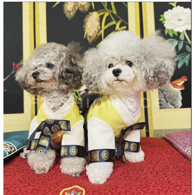 강아지 고양이 애견한복 설명절 최진사댁 한복 2종 / 소형견에서 대형견까지(XS-2XL), 노랑치마, 1개