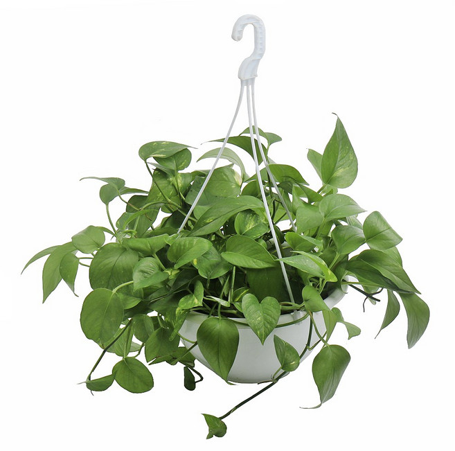 갑조네 스킨답서스 중품 실내공기정화 미세먼지제거 주방식물 행잉화분, 스킨답서스(중품) 개별배송, 1개