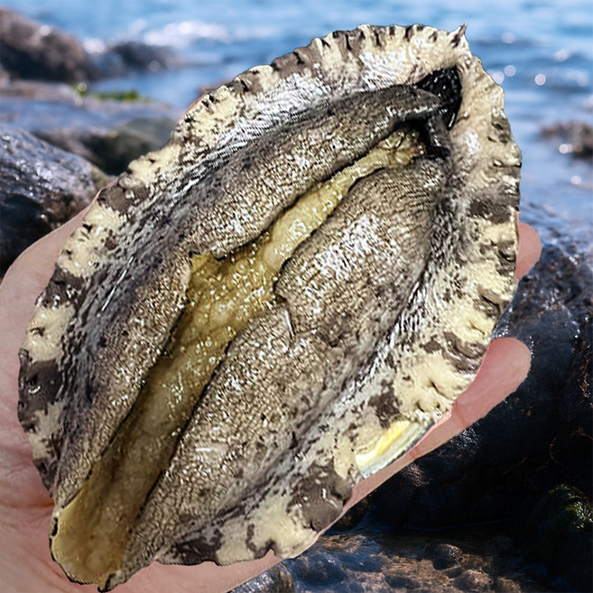 프리미엄 직거래 완도 활 전복 1kg, 1개, 특대사이즈 전복 9~10미