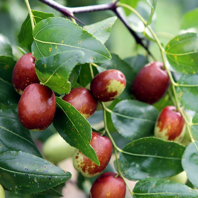 토종 복조 대추나무 묘목 3년생 결실주, 복조대추나무 3년생, 1개