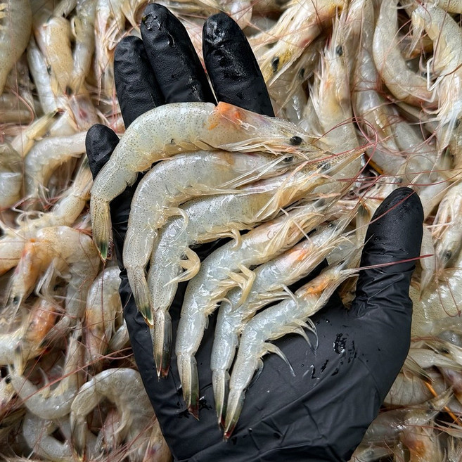 국산 신선급냉 냉동 새우 중하새우 생새우 특품, 1개, 3kg