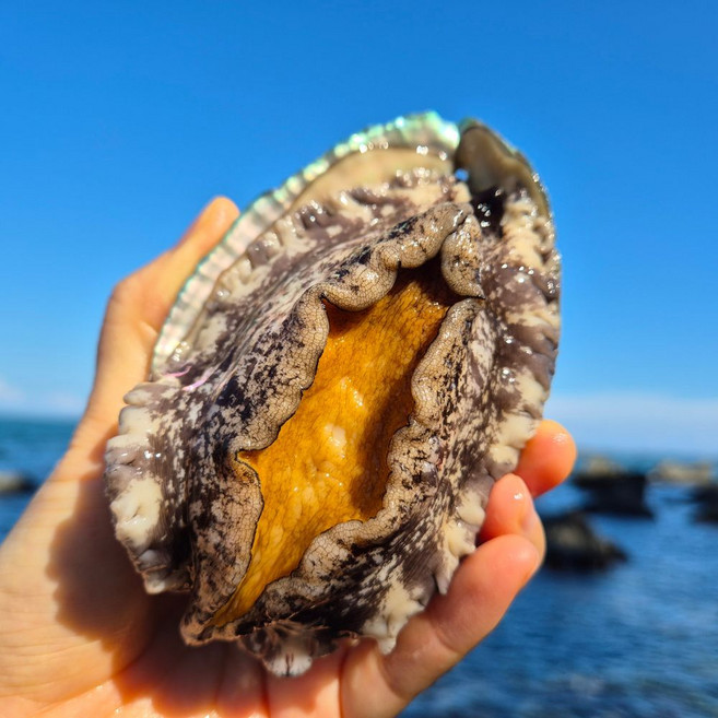 수상한시후네 특대 완도 활 전복 직거래, 1박스, 2호 왕특대 6-8미 1kg