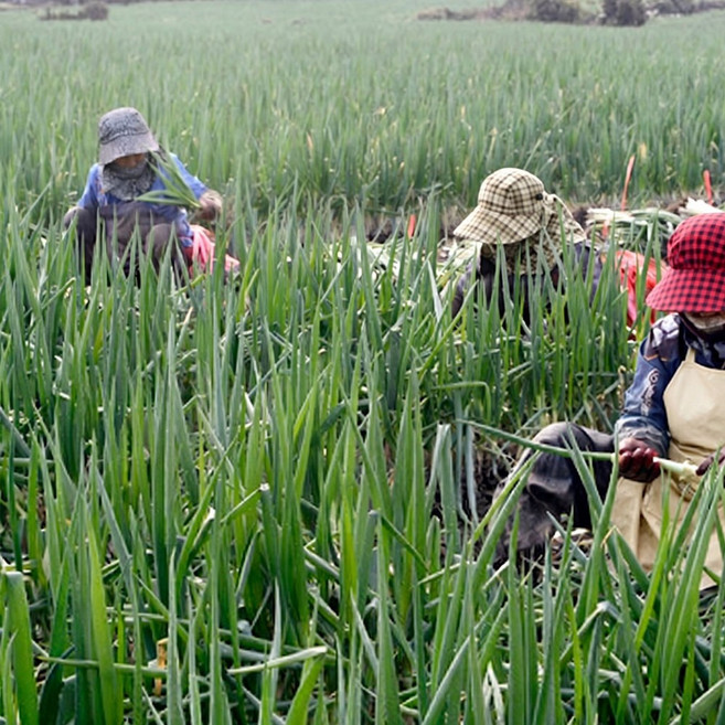 [매일수확/산지직송] 여주 국내산 신선한 손질 대파 깐대파, 10kg, 1개