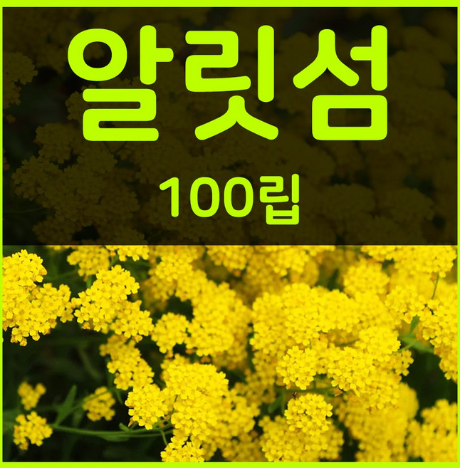 꽃씨몰 꽃씨 봄 파종 여름꽃씨 가을 노지월동 다년생 야생화 양귀비 종자 꽃씨앗, 1개