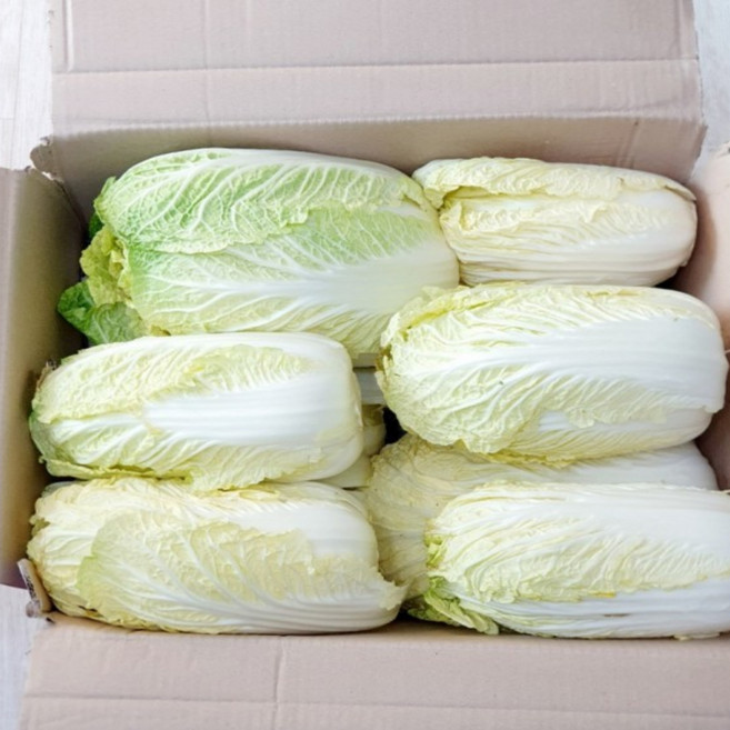 국내산 알배기 쌈배추 못난이 실속형, 1개, 4kg