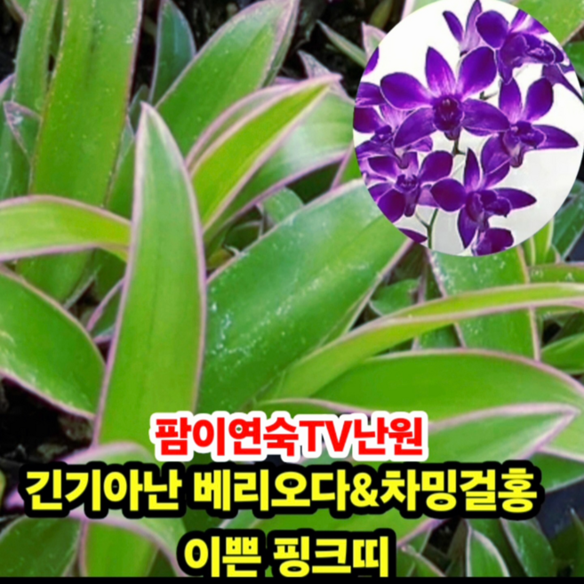 (팜이연숙TV난원)A급 긴기아난 베리오다&차밍걸홍 잎장에 핑크띠가 이뻐요 현재 꽃없어요, 1개