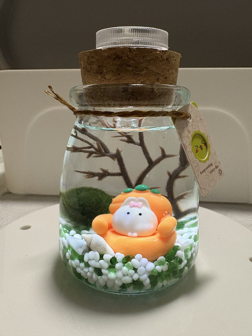 DIY 療癒 Marimo 藻球生態瓶, 5個