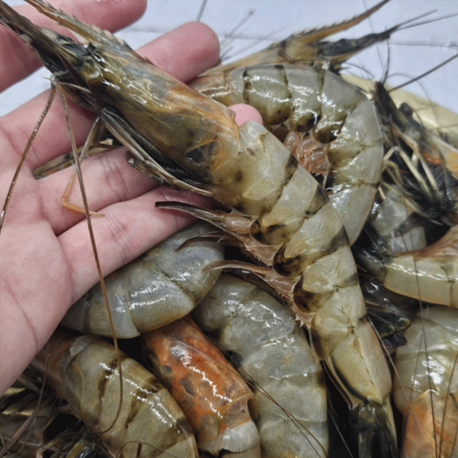 먹부장 연안 급냉 자연산 대하 1kg, 1