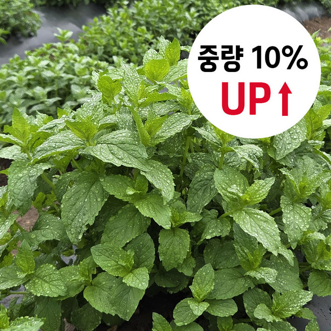 중량 10% UP 산지직송 스피아민트 500g 서산자연농원, 1개