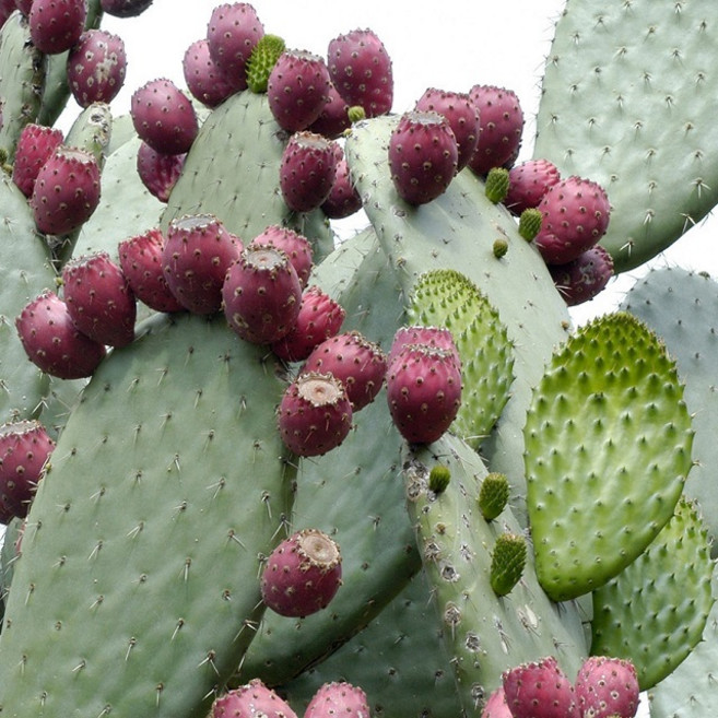 happystore70 천년초 줄기즙 진액 엑기스, 1박스, 100ml