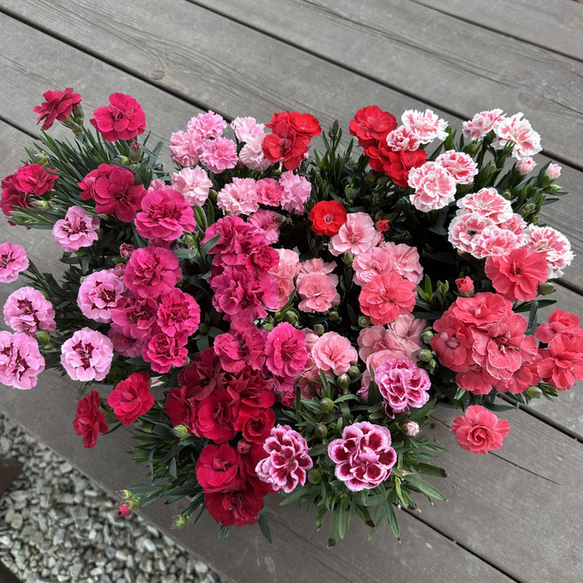 향카네이션 붉은계열 3종 랜덤세트, 1개