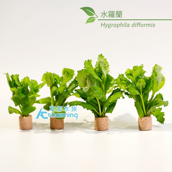 AC草影 水羅蘭（水上葉）新手水草 耐熱 不用CO2 水草造景 水生植物 真水草, 1個, 水羅蘭陶瓷環（水上葉）一顆