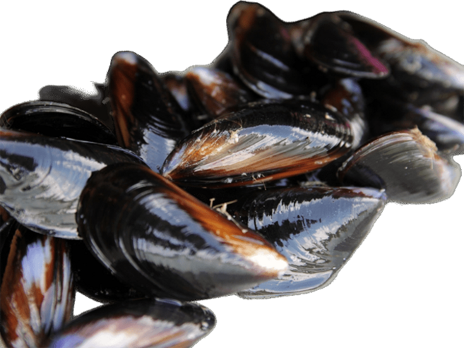 바다의품격 당일채취 손질 세척 생홍합, 1개, 10kg