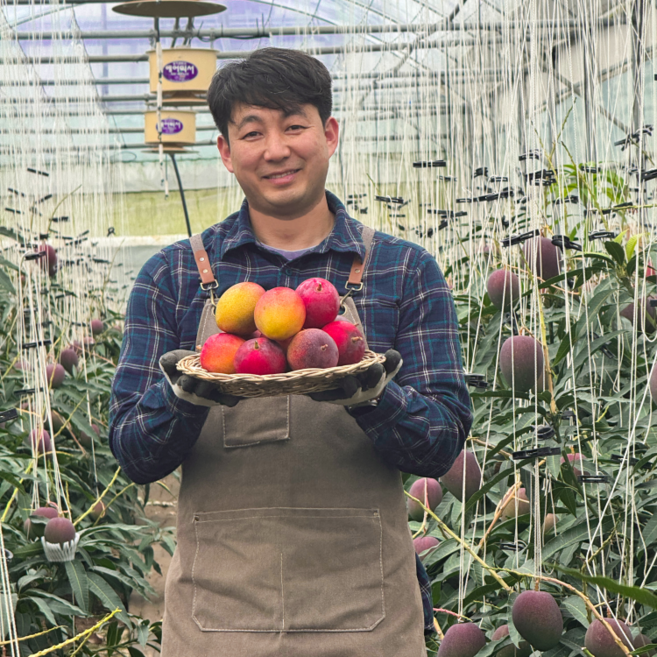 [한정수량 추가할인] 특품선별 제주애플망고, 1박스, 실속가정용3kg(크기랜덤6-12과)