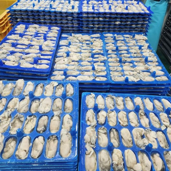 [쿠팡특가] 통영산 냉동굴 10kg 개별급속냉동 굴전 굴국밥 굴튀김 깐굴 석화, 1박스, 5kg