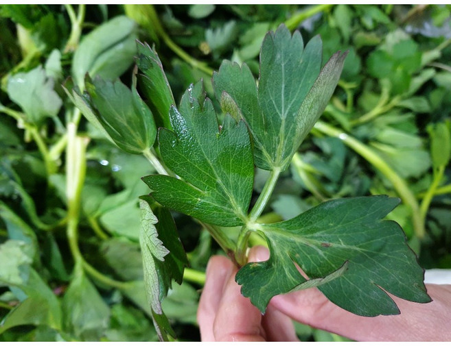 해풍맞은 방풍나물 1kg 거문도, 1개