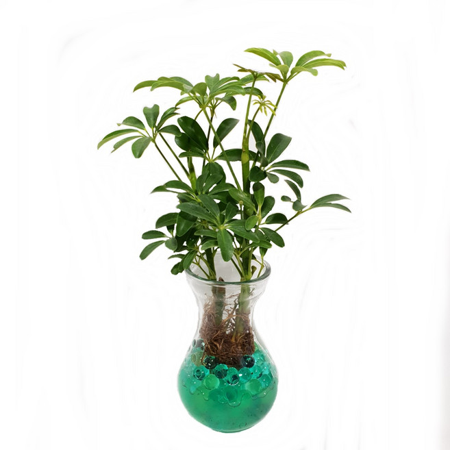 트리앤 젤리소일 1+1 푸딩병 개운죽 / 테이블야자 스킨답서스 아이비식물 워터비즈 답례품 공기정화식물 실내습도조절 유리병 칼라소일 칼라스톤 칼라자갈 색돌 수경식물, 12-7. 라인병 젤리 홍콩야자(초록) 1개