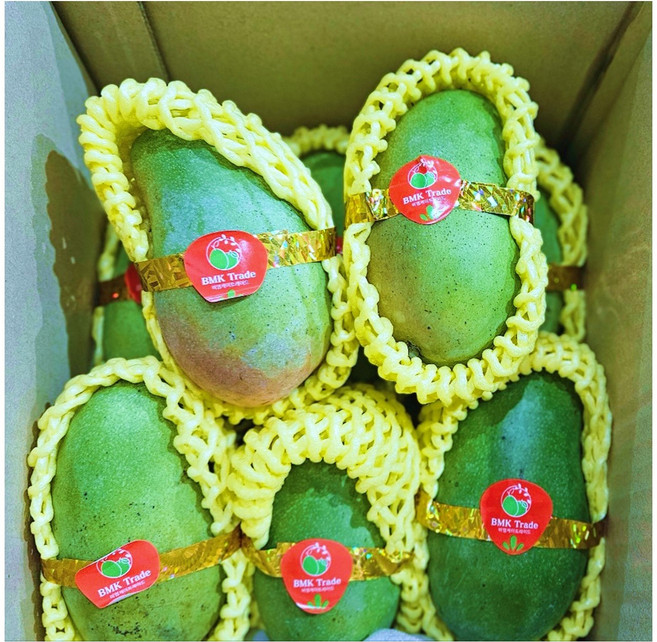 [비엠케이] 베트남 그린망고, 1박스, 2.5kg 내외 (베이비)