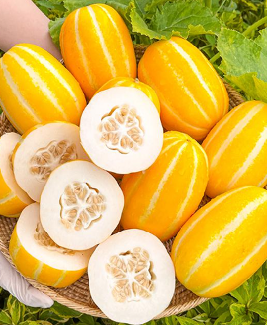 [한정판매특가] 껍질째먹는 초고당도 한입꼬마참외, 1박스, 1kg소과