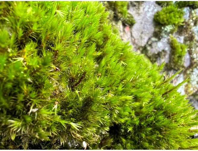 苔鑽 牛毛蘚 片裝7*7cm 微景觀造景 半水景生態缸 DIY, 1個