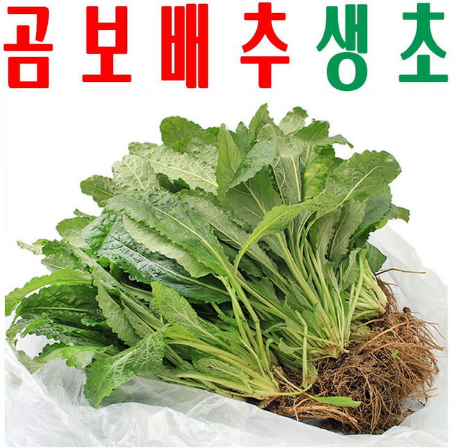 곰보배추생초/ 곰보배추 생잎/ 지하 170m 청정수 깨끗한 재배 배암차즈기생잎/ 500g, 곰보배추(생뿌리+생잎) 생초 500그램 x1봉, 1개