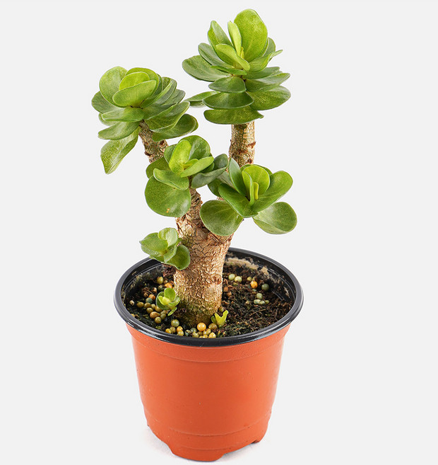 갑조네 녹비단 예쁜 다육이식물 공기정화 인테리어 식물