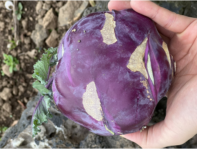 <농부바구니> 아삭달달한 제주 콜라비, 1박스, 못난이 10kg