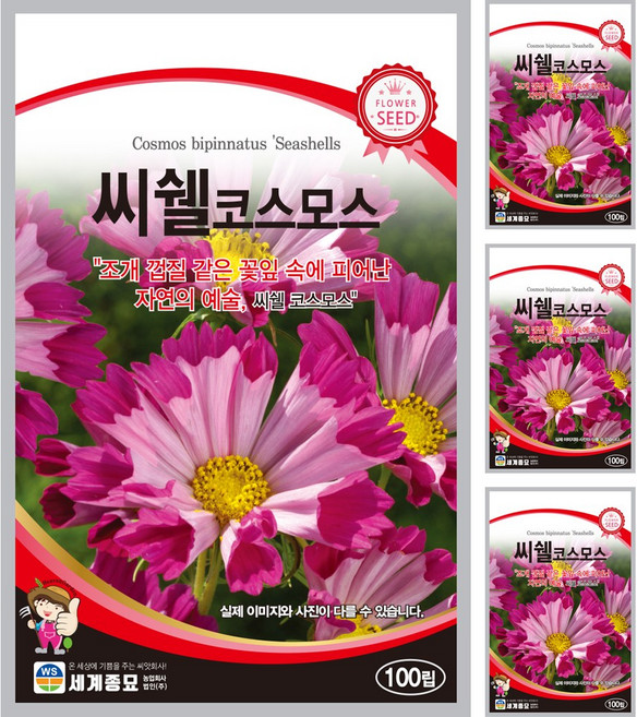 씨쉘 코스모스 씨앗 100립 일년생 종자 꽃씨앗 씨쉘즈레드, 4개