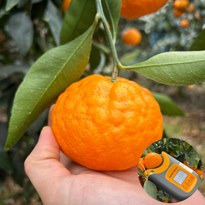 제주 수라향 왕이먹는 신비향 감귤, 2kg, 1박스