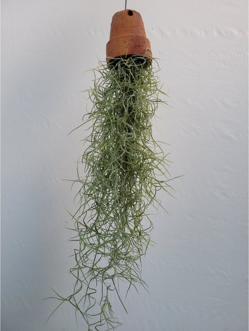 기본토분수염틸란드시아 30~50cm 45, 1개