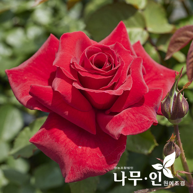 [나무인] 고급사계정원장미 코나드헹켈(빨강색)