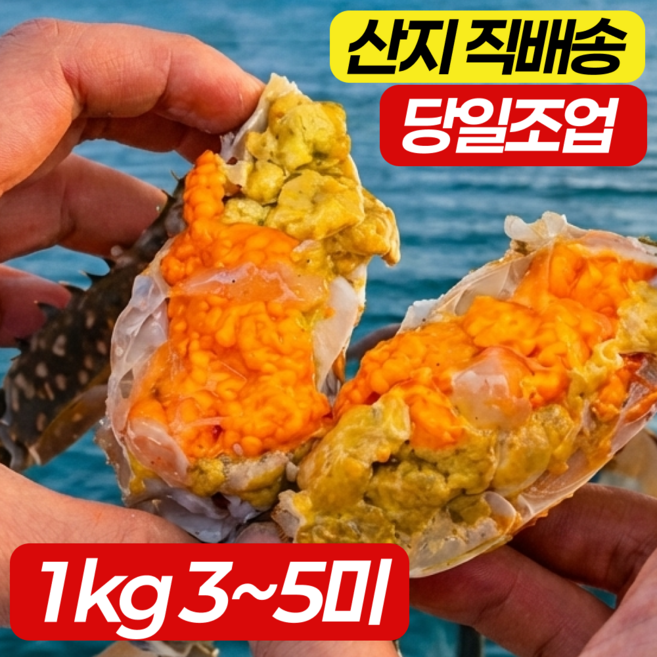 [당일조업] 산지직송 신진도 활 암꽃게 알배기 생물, 1박스, 1kg