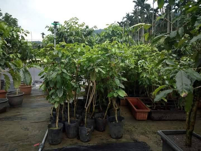 咖啡樹盆栽 - 淨化空氣 美化空間 提升生活品味, 1箱, 綠色