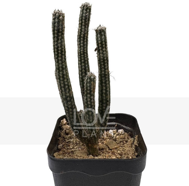 꽃사랑식물나라 포젤게리 선인장 꽃 기다란 원통형 다육이 희귀 식물 키우기 화분