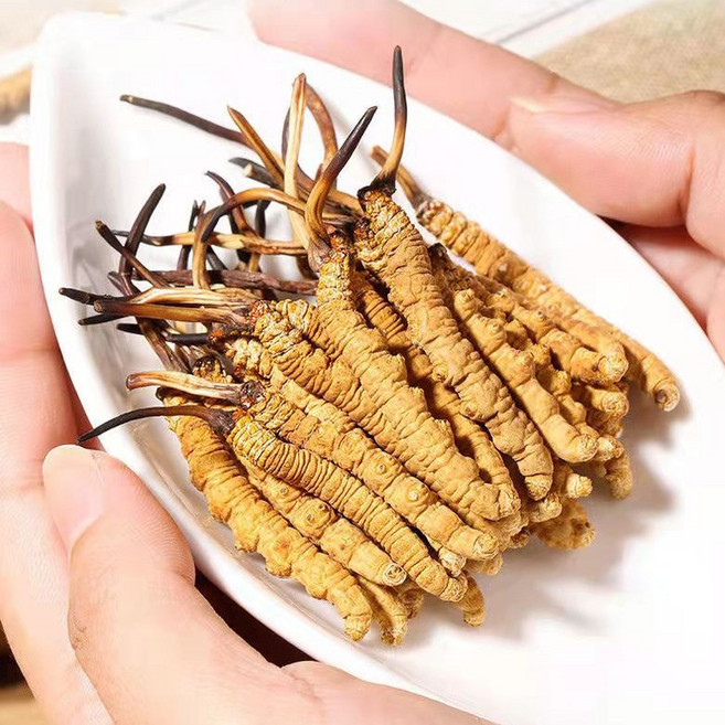 OKYAIOS 야생 동충하초 부모님 효도선물, 1개, 7g