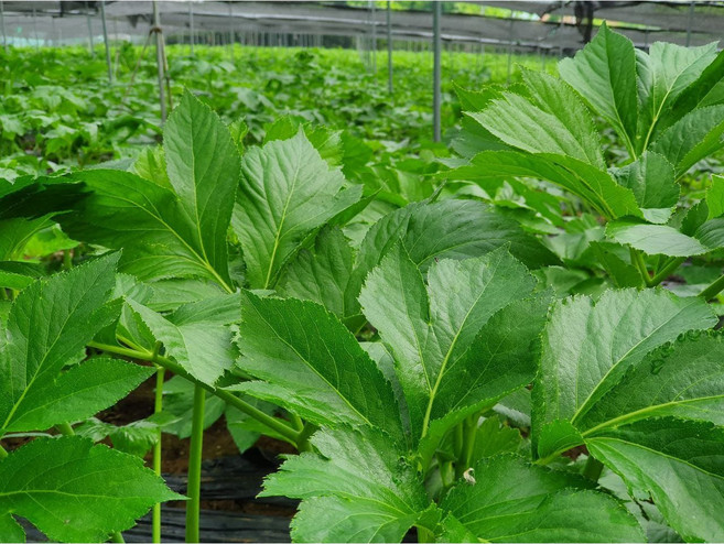 유기농 신선초 1kg 2kg, 1개