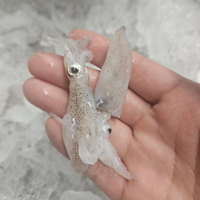 선주직송 제철 호래기 급냉, 1박스, 1kg (100미 내외)