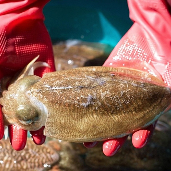 당일바리 국내산 갑오징어 생물 산 오징어회 횟감 숙회용 통찜, 1개, [특대]생물갑오징어1kg(국내산/2-4미)